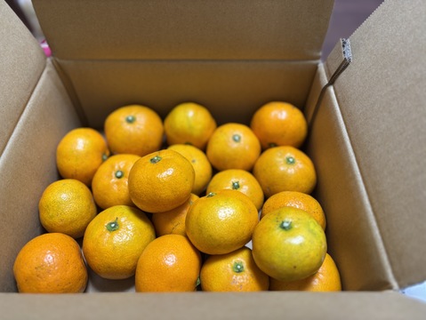 吉本農園の濃く美味愛媛みかん（家庭用1.8㎏）