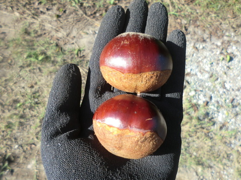 【利平栗 とにかく大きい40g以上の極大粒】希少で人気の　利平栗　農薬不使用 　900g