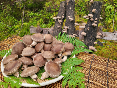 【原木生椎茸】「京ぽんぽん」（お試し250g）京都府産　原木栽培　農薬不使用