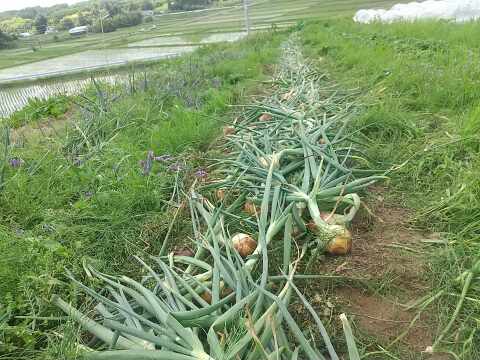 高冷地でじっくり育った玉ねぎ５Kg