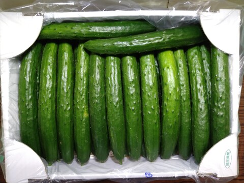 【クール冷蔵】朝摘み！新鮮きゅうり3kg　埼玉県産