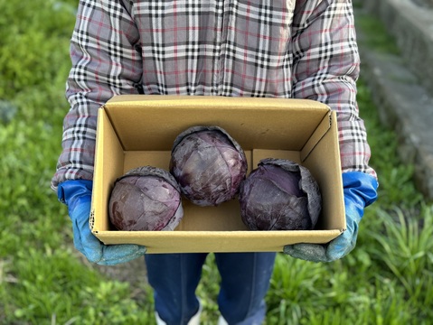 彩り鮮やか！　レッドキャベツ（紫キャベツ）使い切りサイズ　3玉入り