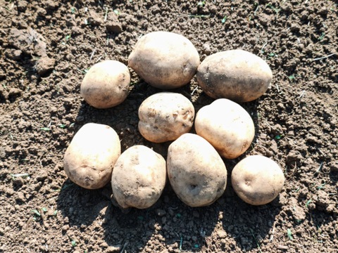 【栽培期間中　農薬不使用】ポテサラに最適！甘みとコクのホクホクじゃがいも＊デジマ（1kg）