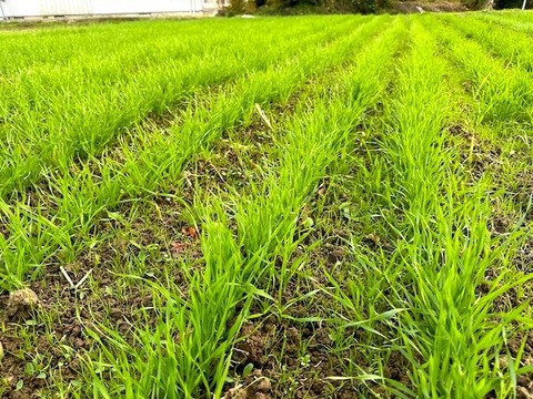 小麦全粒粉（秋田県産ゆきちから） 有機肥料のみ・栽培期間中農薬不使用　2025年産　約900g