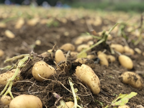 新じゃが【メークイン】除草剤不使用、農薬節減栽培@鹿児島県産