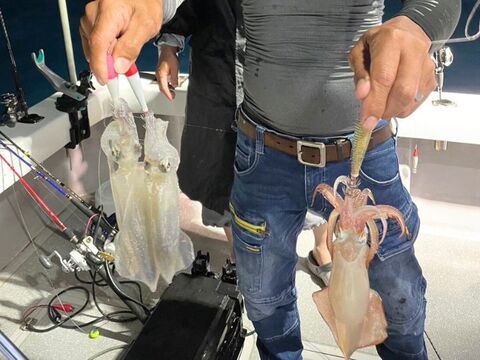 朝絞め!甘みと品があるヤリイカ 2kg 玄界灘 一本釣り