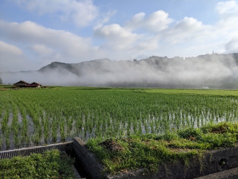 白州米 コシヒカリ『白米・無洗米・真空包装』20個セット