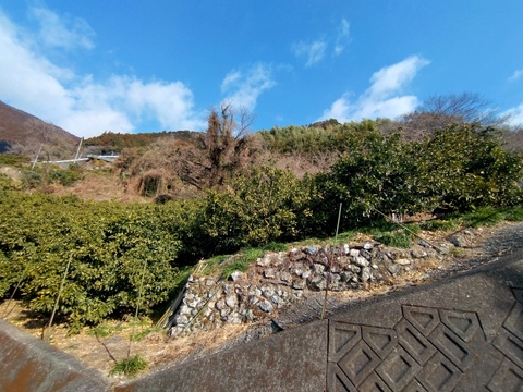 蔵出し貯蔵晩生みかん(2Lサイズ5kg
・約30個)