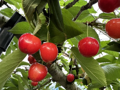【 やまがた紅王:急遽の一粒 】【 5箱限定 】山形県天童産 さくらんぼ 木箱 贈答