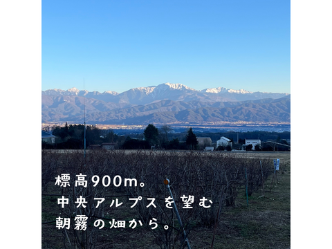 長野県産【冷凍ブルーベリー】農薬・除草剤不使用 【中粒】500g