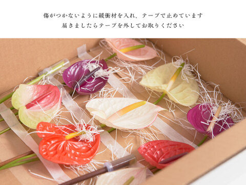 インパクトのあるビッグサイズ！
アンスリウムおすすめミックス（5~6本）