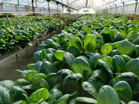 【★機能性野菜・2種類セット★】　サラダ小松菜NEO（ルテイン含有機能性表示食品、50ｇ×5袋）サラダモロヘイヤNEO（GABA含有機能性表示食品、60ｇ×5袋）をセットにしました！！