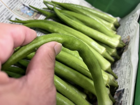 【訳アリ特価！】大きくても柔らかい『島オクラ』2kg箱