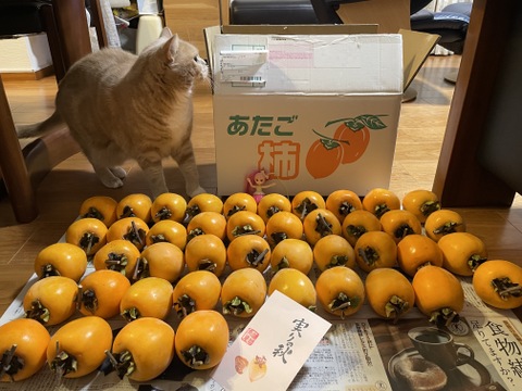 干し柿用 渋柿 あたご柿 愛宕柿 10Kg  (1個230g前後）