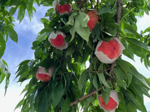 《旬の白桃》家庭用 2kg