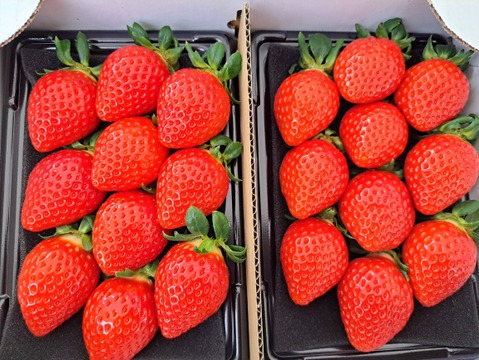 埼玉いちご「べにたま」270ｇ×2ｐ