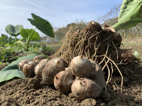 【自然農】ももタケ『季節の野菜セット』肥料・農薬不使用、天地の恵み・露路栽培※少量多品目生産のため数量に限りがあります