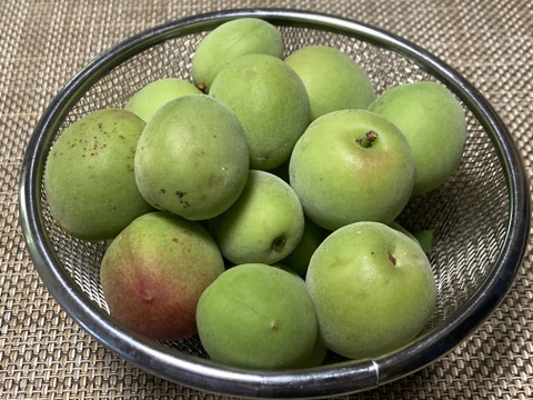 紀州南高梅　ご家庭用M〜２L 　5kg（箱込み）
採れたてをすぐにお届け。
数量・期間限定（6月初旬）お早めに！！
