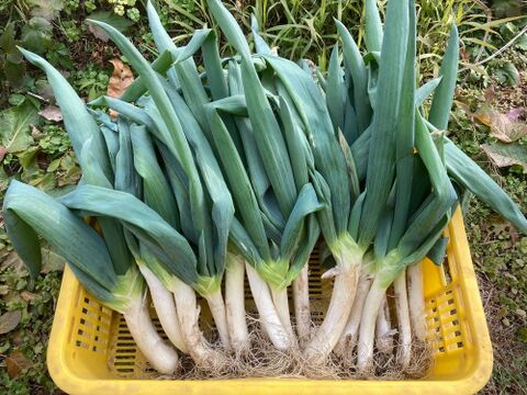 【農薬・化学肥料不使用】　下仁田ネギ　約２ｋｇ　令和６年岐阜県産