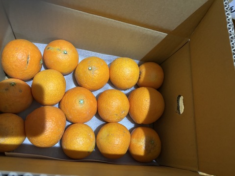 【訳ありだけど美味しさそのまま】まどんな 3kg 【ゼリーのようなプルプル食感】