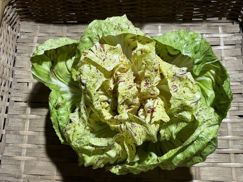 結球タイプの「カステルフランコ・ルシア」（2個入り）