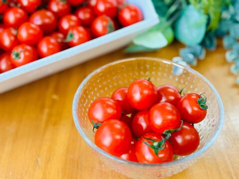 【甘くて芳醇ご褒美ミニトマト】　寒暖差で甘みが凝縮した今が旬！太陽の光をたっぷり浴びて育った高糖度ミニトマトをギフト箱でお届けします！自分へのちょっとしたご褒美、大切な方への贈り物にも！450g×2