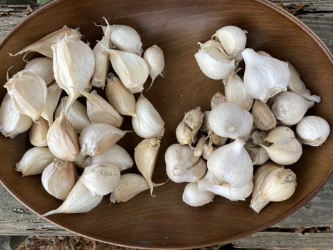 【農薬・化学肥料不使用】MOA自然農法で育ったまろやかにんにく500g(訳あり品）と長芋1ｋｇのセット