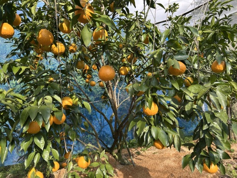 はるみ　濃厚な甘みと独特のプチプチ・ザクザク食感　ご家庭用２kg（箱込み）