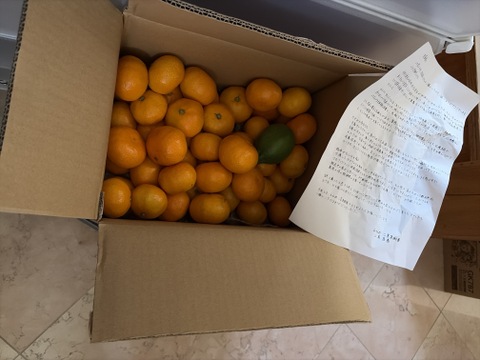 箱込約5㌔×２　濃い濃い薄皮みかん（Sサイズ）