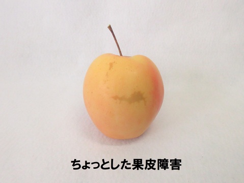 【超希少品種！】果肉まで赤～いりんご「御所川原（ごしょがわら）」B品不揃い（2.2kg強)