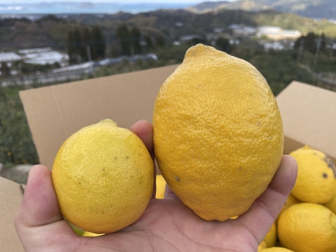 ◆訳あり特価◆レモン「リスボン」　業務用１５キロ