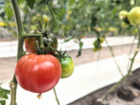 【高糖度】甘くて贅沢なフルーツトマト！約1キロ