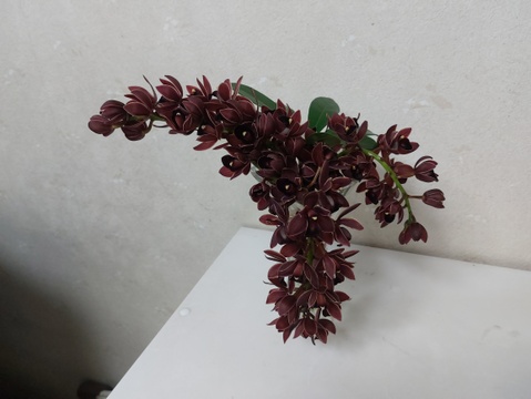 〝Cym.フォアゴットンフルーツ〟切り花 ～ちょっぴり珍しい下垂系シンビジウム～