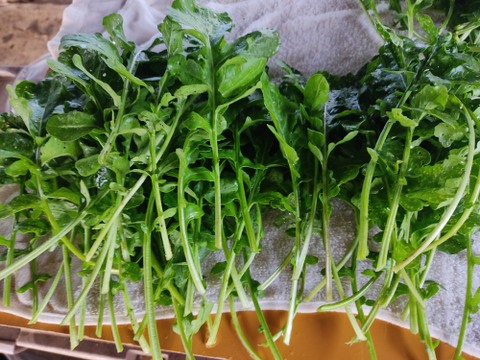 🌿香りが違う！朝どれルッコラ約200g｜サラダで主役級｜農薬・化成肥料不使用🌿