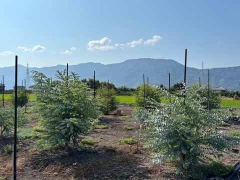 ユーカリ農家”オススメ”のフレッシュユーカリ3品種