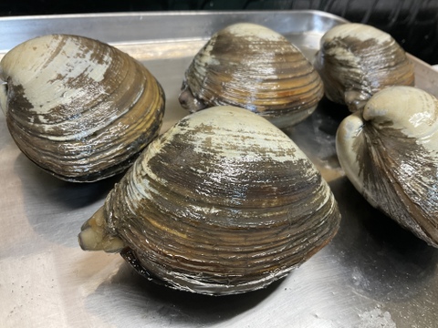 ホッキ貝/スチーム処理済/ハーフシェル/200～300ｇ/5個/そのまま焼きやBBQ可能【冷凍】