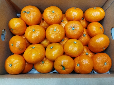 ラスト　家庭用A品  蔵出し貴少品種　ひめのか【ミカン】　箱込み4.5キロ