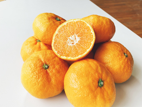 おっきくっても甘くて濃厚青島みかん５ｋｇ　訳あり品