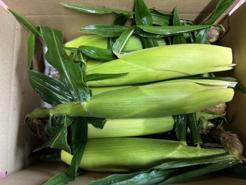 とうもろこし　群馬県東吾妻町産　12本