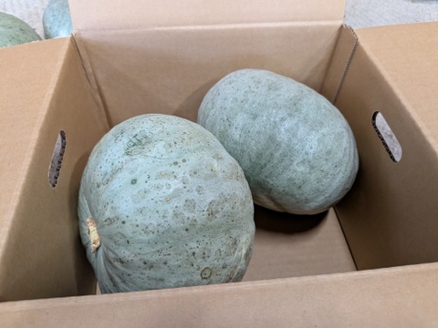 北海道産かぼちゃ『雪化粧』４ｋｇ