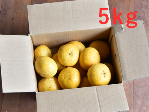 【5月中旬より発送予定】爽やかで夏らしい味わい　夏みかん【贈答用(特選品)】10kg 318-2