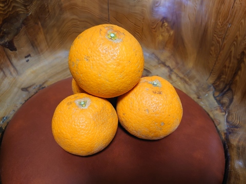 「清見オレンジ」５㎏。サイズ混合。チョット傷もあります。
