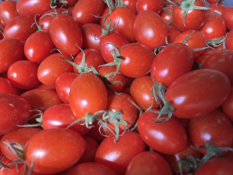 新鮮！ミニトマト『アイコ』2.4kg