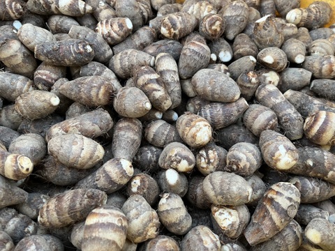 ほくほく海老芋／孫（きぬかつぎ用）【静岡県磐田市産】1kgセット