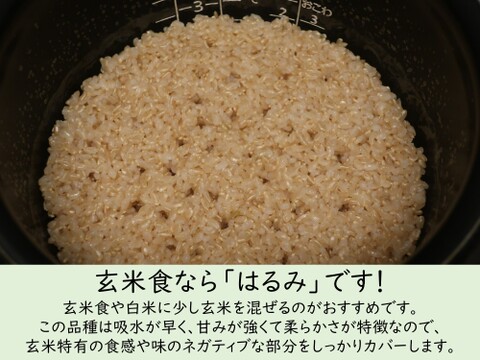 玄米食に最適「品種：はるみ」自然栽培米 10kg：神奈川県産のお