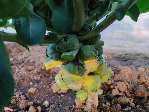 ✨農薬・化成肥料不使用の新鮮芽キャベツ約300g+コカブ約1㎏✨冬の温かい食卓セット😊