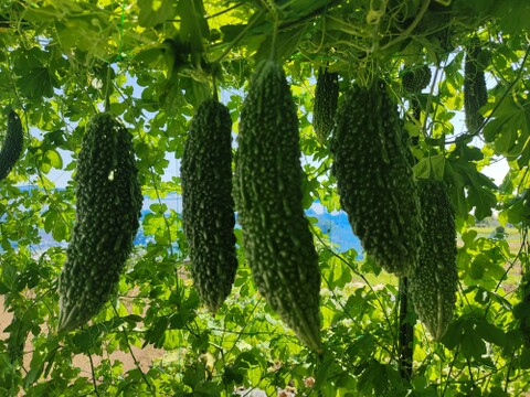 ✨新鮮採れたてゴーヤ2kg  クール便✨