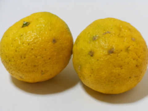 ゆず　1kg  栽培期間中農薬・化学肥料・除草剤不使用