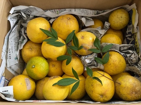 MOTTAINAIみかん！和製グレープフルーツ【河内晩柑】箱込み6kg 栽培期間中農薬不使用だからこそお届けできる冬でも食べられる天草特産の和製グレープフルーツ