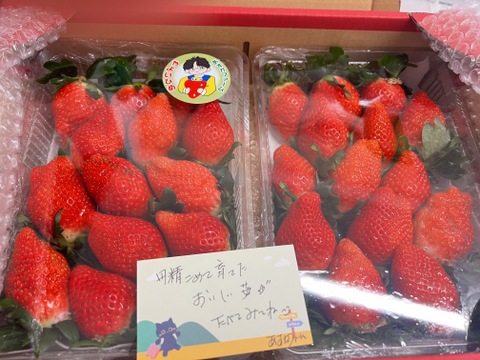 食べ納め やよいひめ こだわりの栽培で味が濃すぎるいちご 群馬県いちご品評会【金賞🥇】受賞1kg